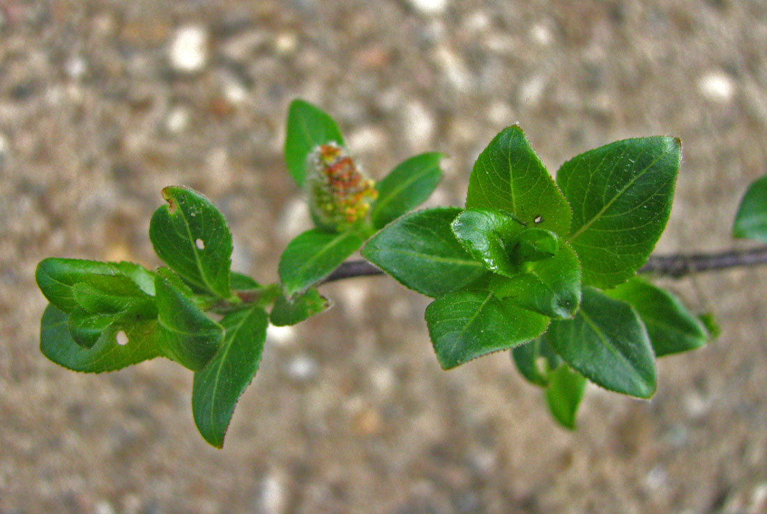 Image of Salix phylicifolia specimen.