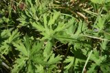 Geranium pratense