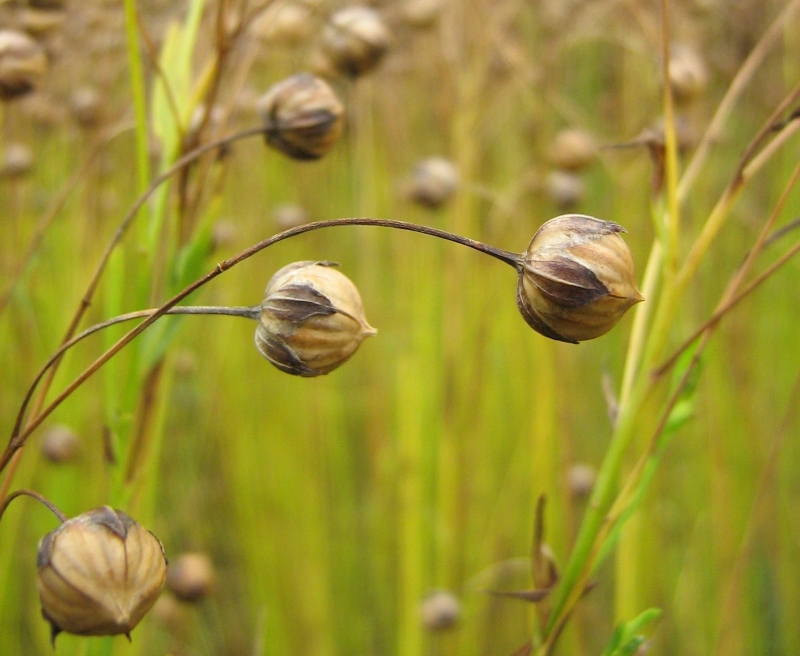Image of Linum usitatissimum specimen.