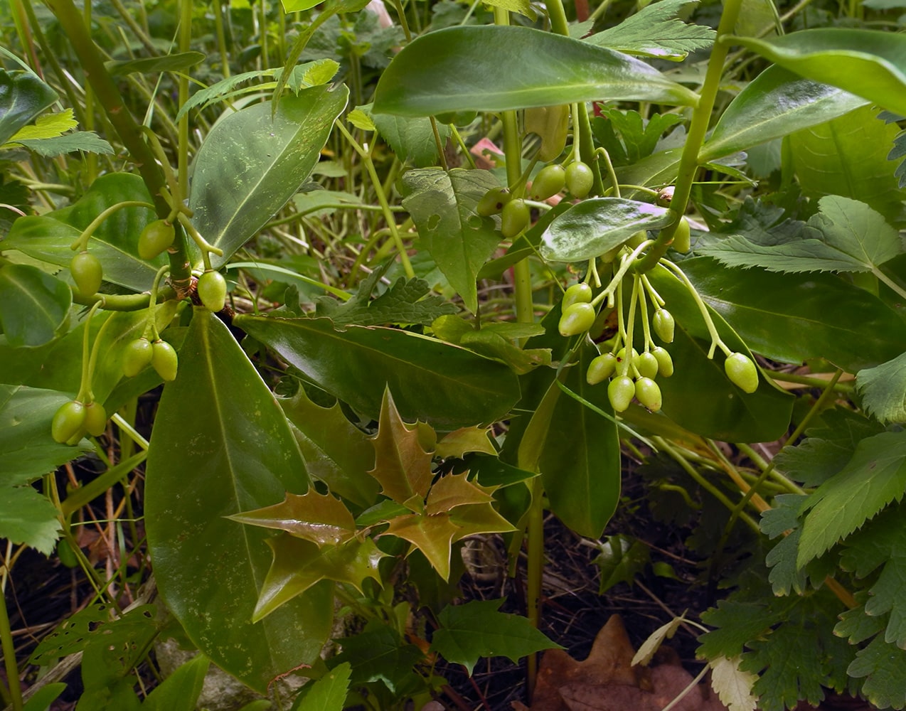 Image of Daphne albowiana specimen.