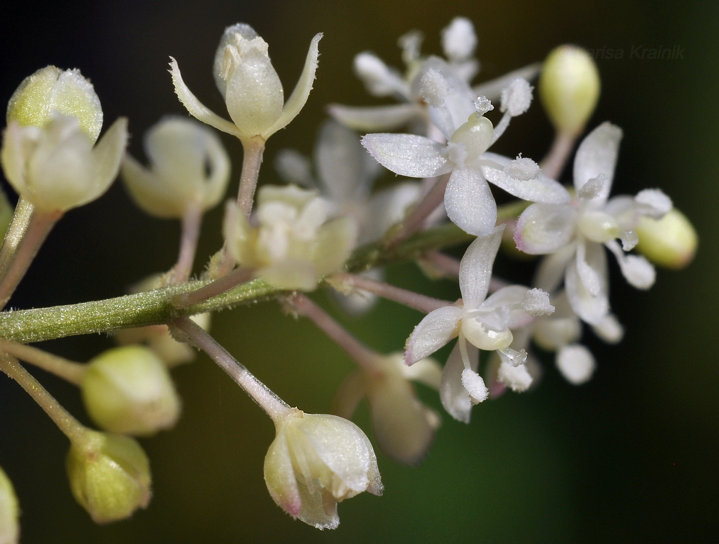Image of Rivina humilis specimen.
