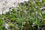 Gastrolychnis gonosperma