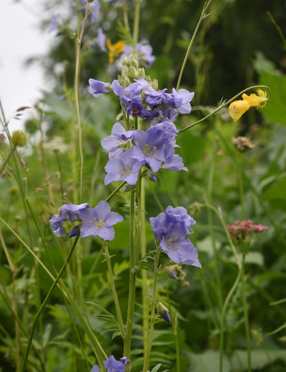 Image of Polemonium caucasicum specimen.