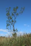 Frangula alnus