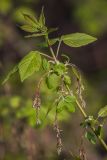 Acer negundo