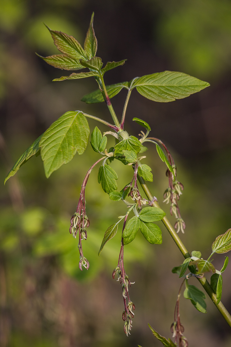 Image of Acer negundo specimen.