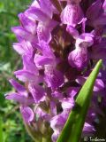 Dactylorhiza incarnata. Часть соцветия. Крым, Байдарская долина, окр. с. Орлиное, берег р. Курулюк-Су. 27.05.2010.