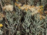 Galatella villosa. Верхние части плодоносящих растений. Ульяновская обл., Мелекесский р-н, верховье сезонной р. Сух. Авраль, остепнённый луг с участками засоления, небольшой пригорок. 16.09.2023.
