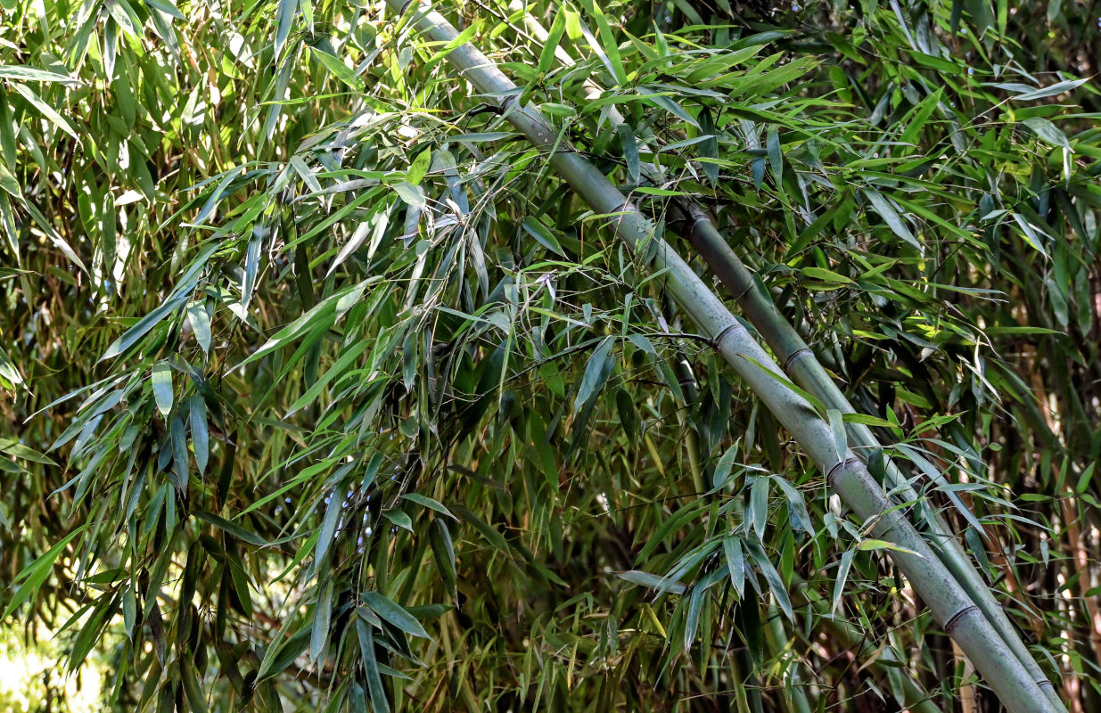 Image of genus Phyllostachys specimen.