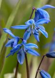 Scilla siberica. Цветки. Мурманск, Октябрьский р-н, цветник. 19.05.2025.