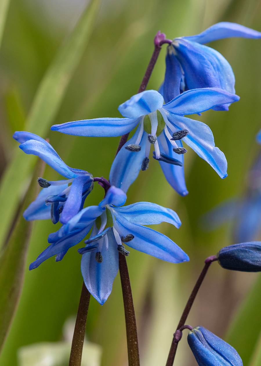 Изображение особи Scilla siberica.