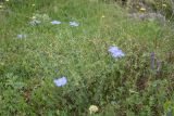 Linum austriacum. Цветущие растения. Грузия, Самцхе-Джавахети, окр. ур. Немецкая дорога, выс. 1400 м н.у.м., луг. 18 мая 2025 г.