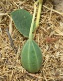 View full-size image Capparis herbacea