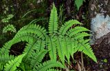 Athyrium otophorum. Вайя. Китай, пров. Аньхой, национальный парк \"Хуаншань\", смешанный лес, у подножия скалы. 30.05.2025.
