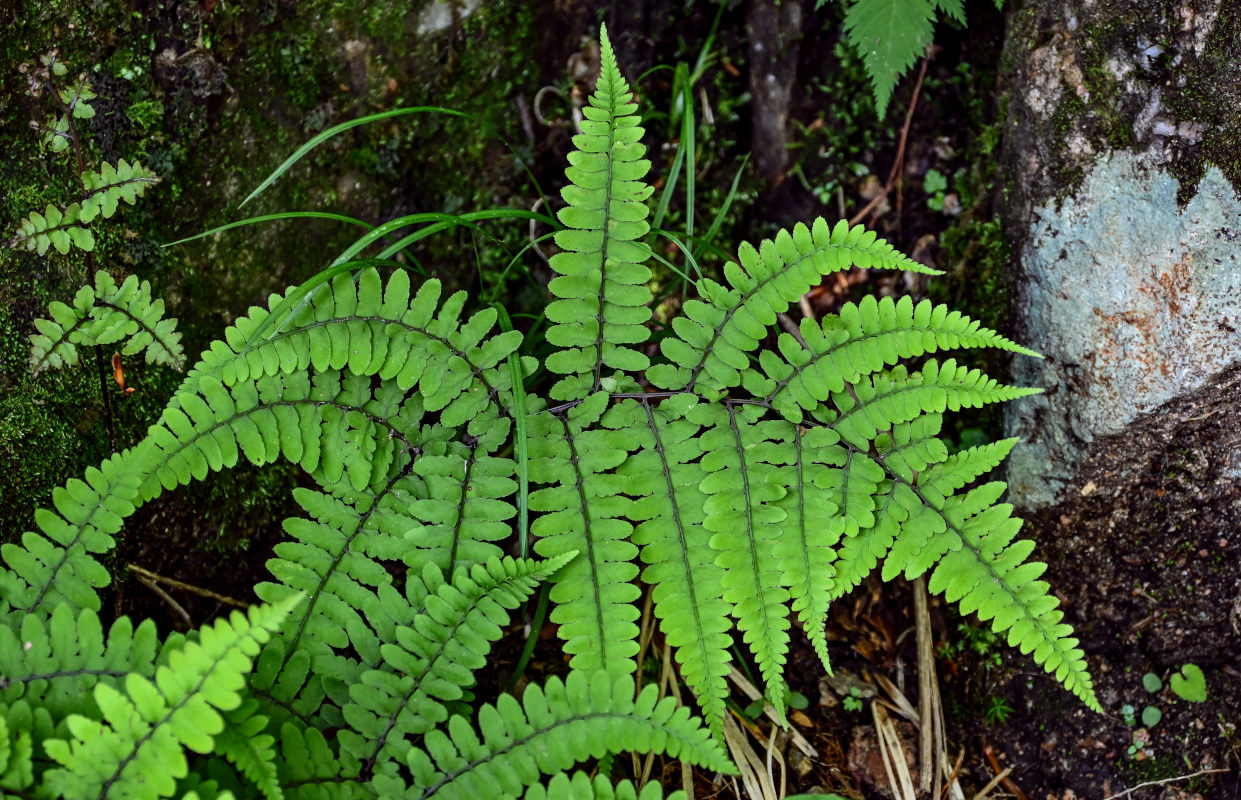 Изображение особи Athyrium otophorum.