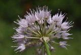 Allium prokhanovii