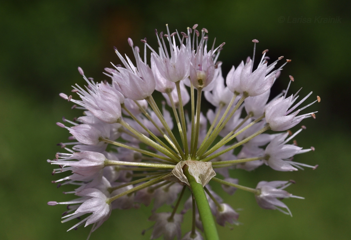 Изображение особи Allium prokhanovii.