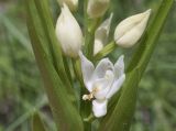 Cephalanthera longifolia