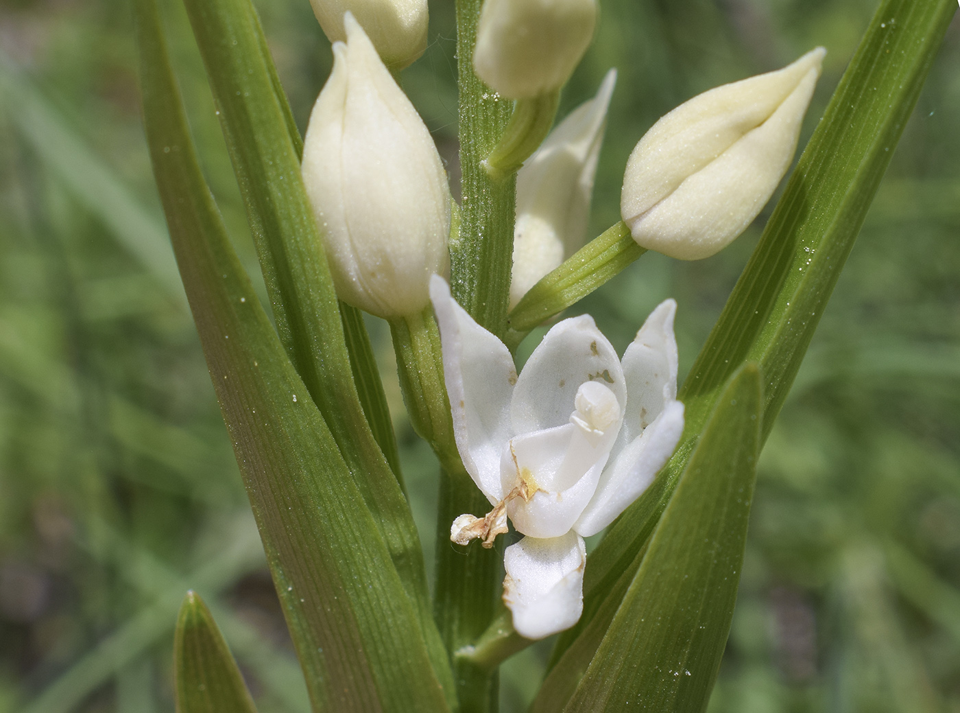 Image of Cephalanthera longifolia specimen.
