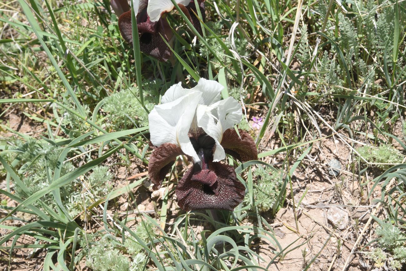 Image of Iris elegantissima specimen.