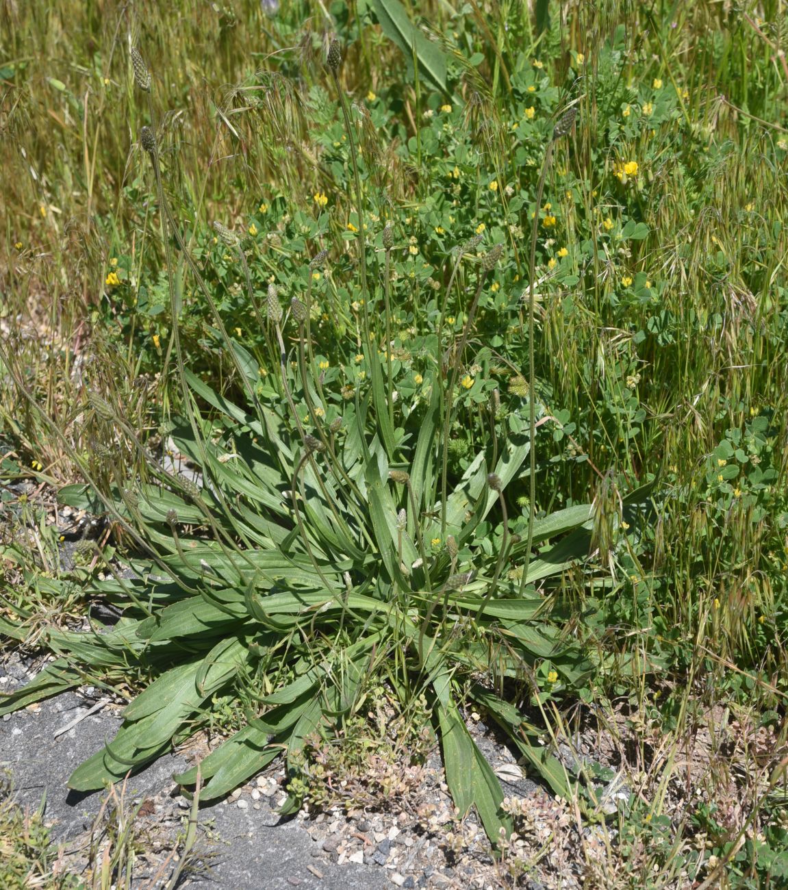 Image of Plantago lanceolata specimen.