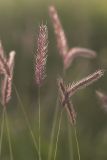 Hordeum violaceum