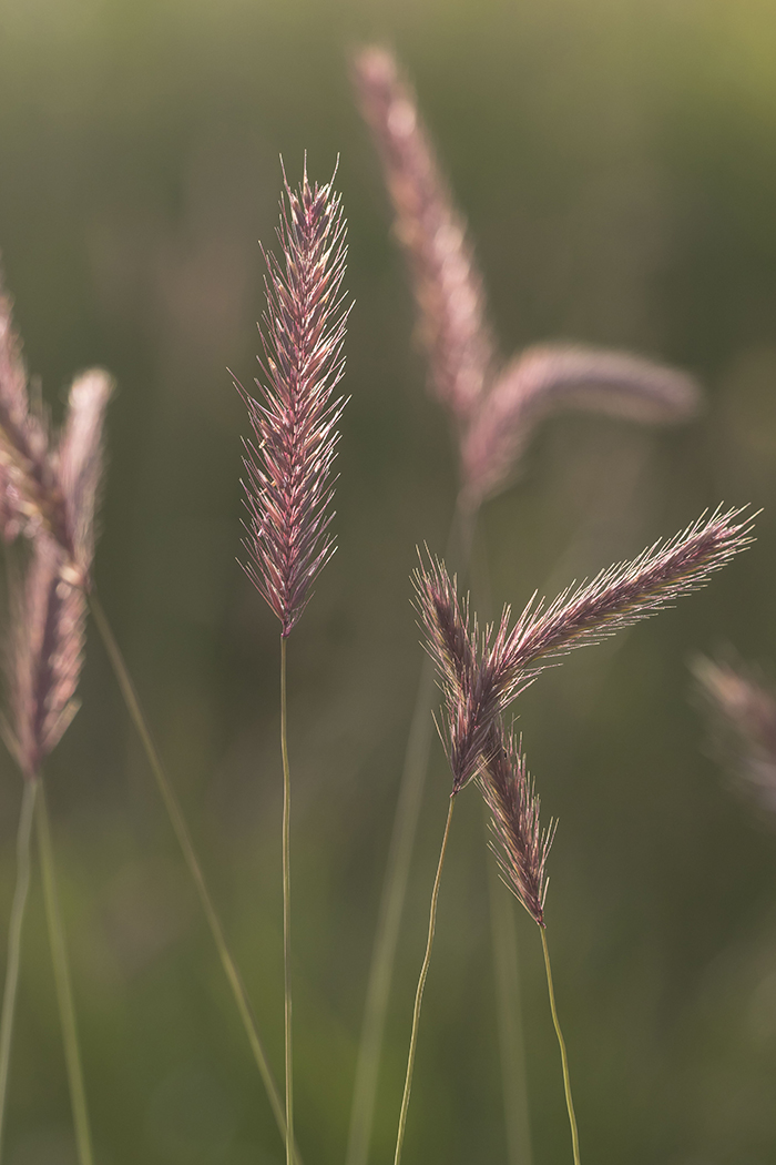 Image of Hordeum violaceum specimen.