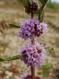 Mentha canadensis. Часть цветущего побега. Хабаровский край, г. Комсомольск-на-Амуре, зарастающий карьер. 14.08.2025.