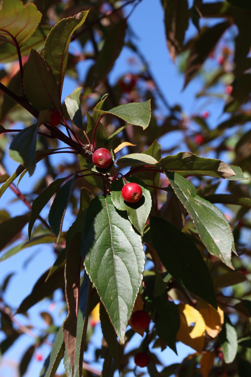 Изображение особи Malus &times; moerlandsii.