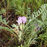 Astragalus testiculatus
