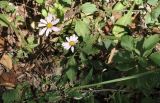 Chrysanthemum naktongense. Цветущие растения. Приморский край, Хасанский р-н, Зарубинское гор. пос., окр. с. Витязь, обочина лесной дороги. 27.09.2025.