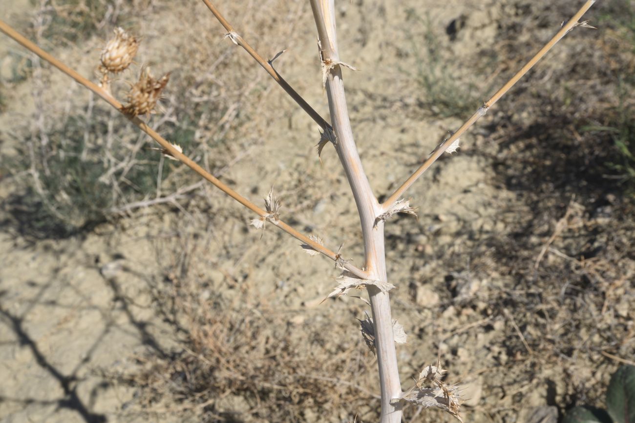 Image of genus Cousinia specimen.