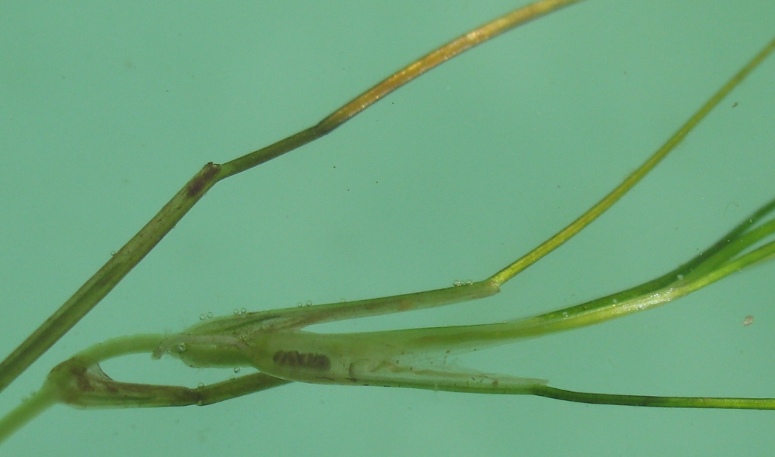 Image of Ruppia maritima specimen.