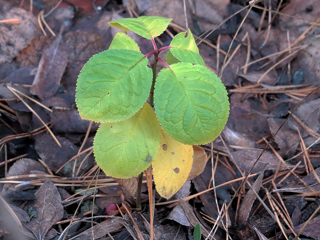 Image of Unknown species specimen.