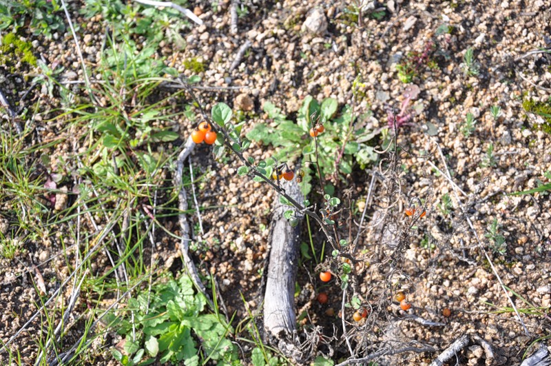 Изображение особи Solanum alatum.