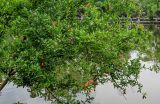 Punica granatum. Ветви цветущего дерева. Китай, пров. Аньхой, дер. Хунцунь, в культуре. 28.05.2025.