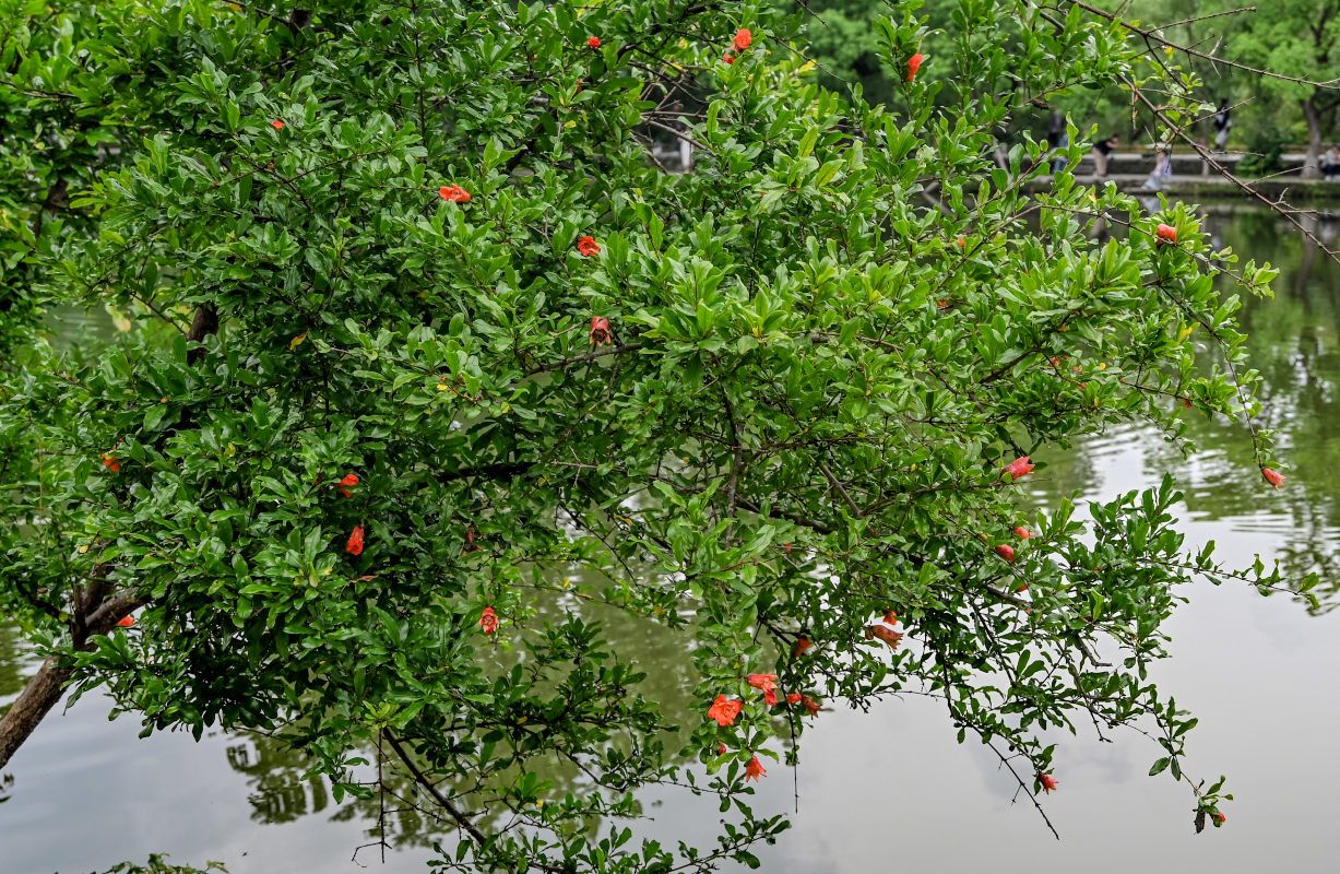 Изображение особи Punica granatum.