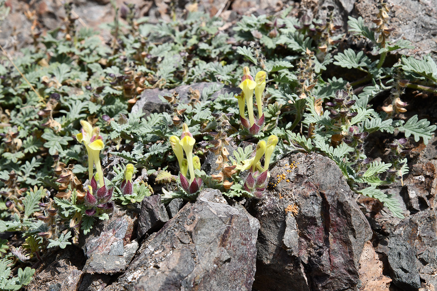 Image of Scutellaria przewalskii specimen.