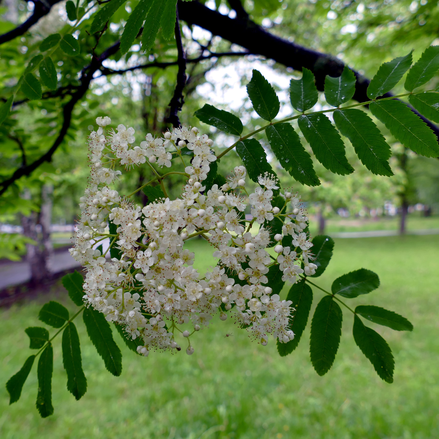 Изображение особи Sorbus aucuparia.