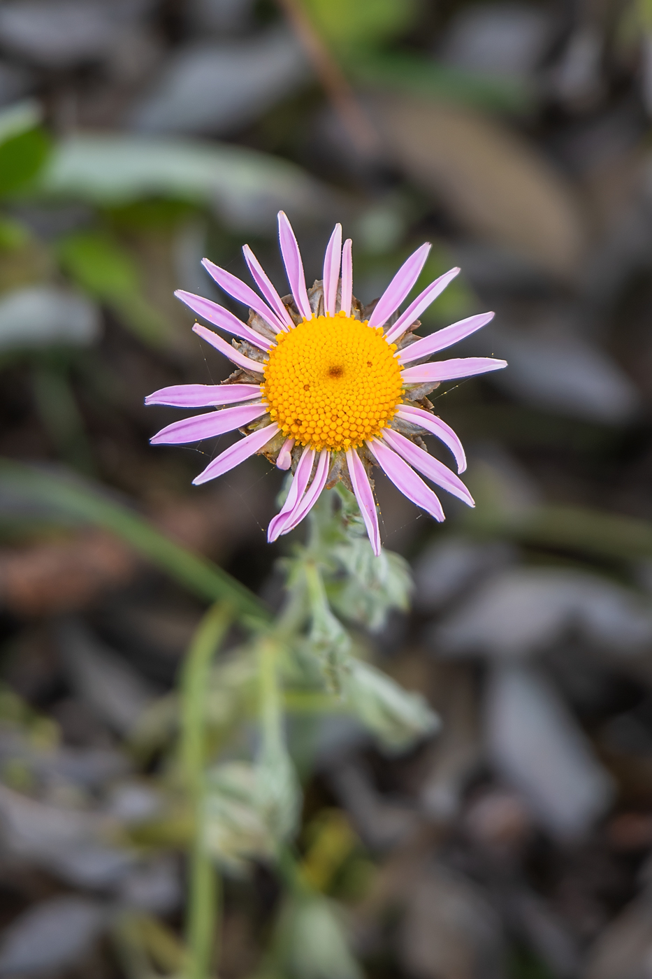 Image of Chrysanthemum oreastrum specimen.