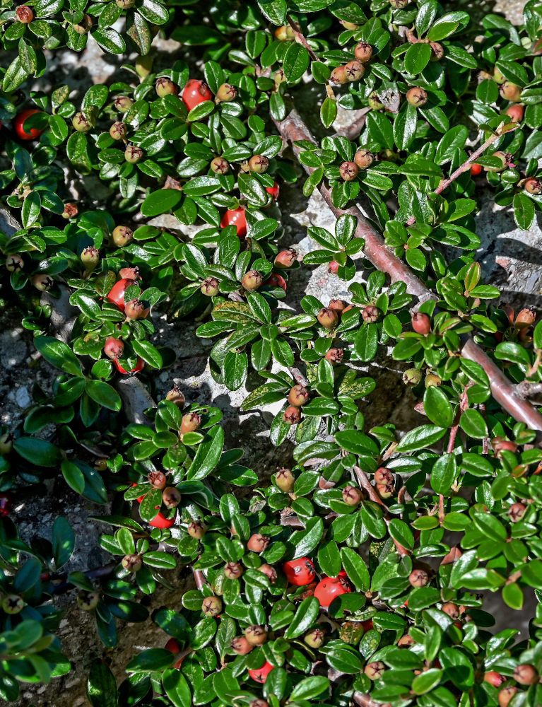 Image of Cotoneaster dammeri specimen.