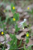 Lathyrus aphaca