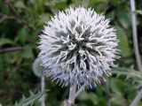 Echinops sphaerocephalus