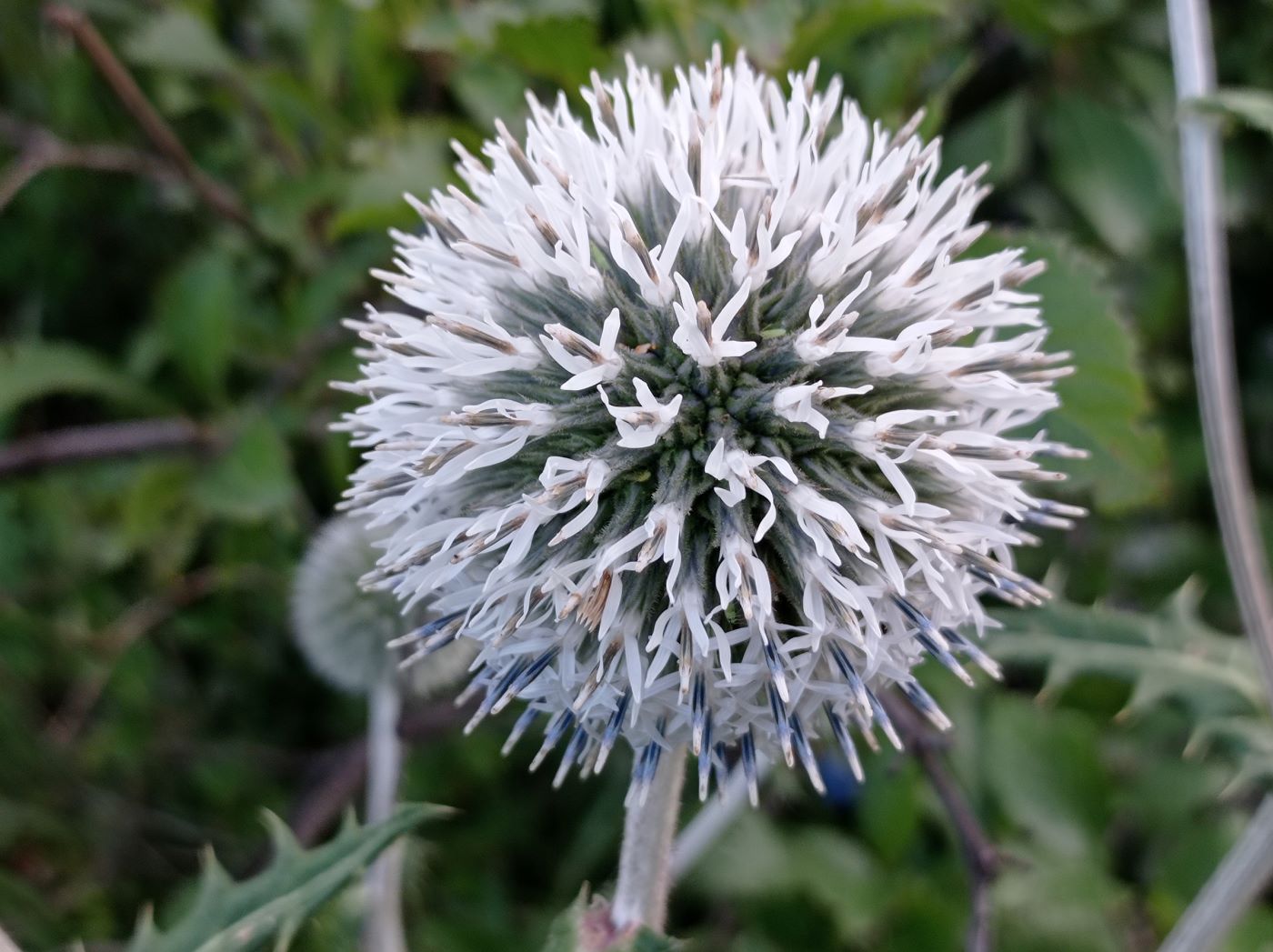 Image of Echinops sphaerocephalus specimen.
