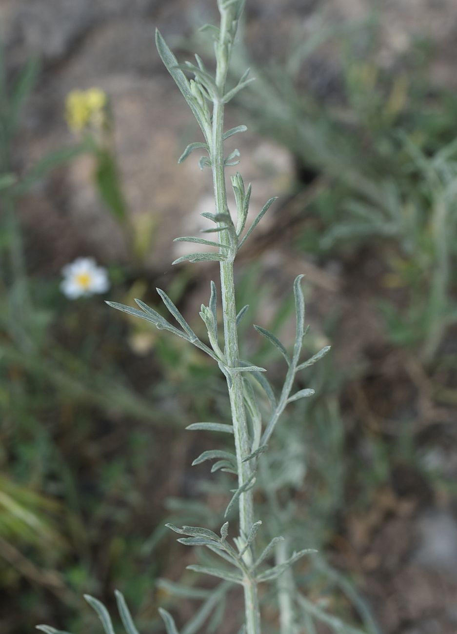 Image of genus Artemisia specimen.