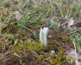 род Ornithogalum. Расцветающее растение. Краснодарский край, Крымский р-н, окр. станицы Неберджаевская, ур. Темрючки, грабинниково-пушистодубовое редколесье, большая закустаренная каменистая поляна. 27.03.2026.