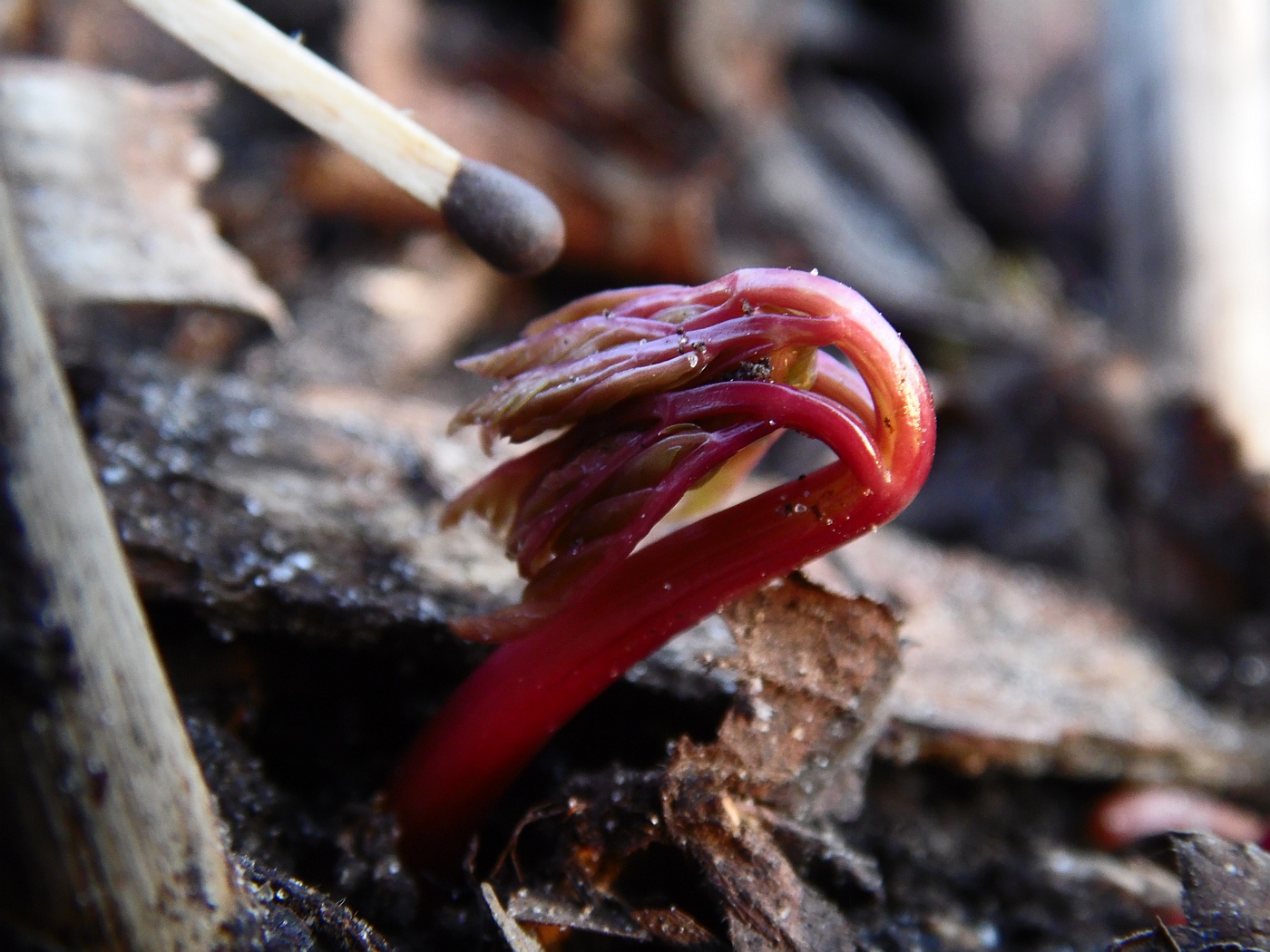 Image of Conioselinum tataricum specimen.