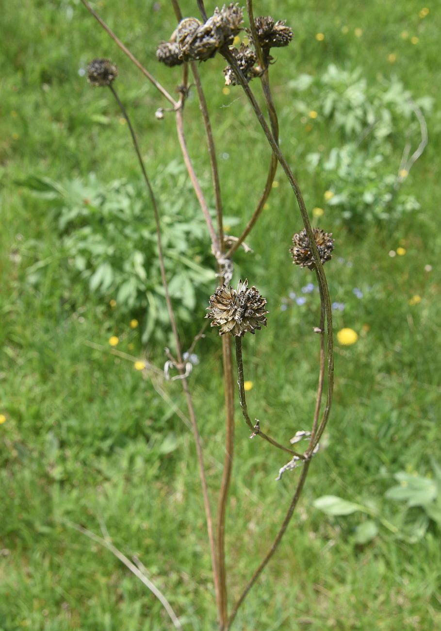 Изображение особи Неопознанный вид.