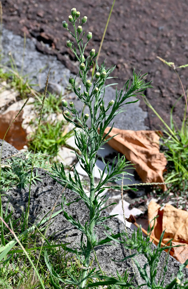 Image of Conyza bonariensis specimen.