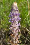 genus Orobanche. Соцветие. Оренбургская обл., Саракташский р-н, Жёлтинский сельсовет, окр. хут. Султанбаево, луговая степь. 9 июня 2025 г.